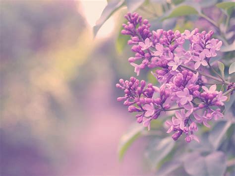 lilac flower wallpaper|lilac colour wallpaper laptop.